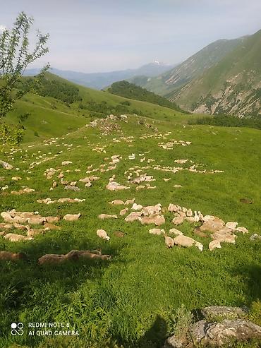 berde mal bazari: Kelbecer quzulari satisda qurbanliq kesim diri ceki 10 azn — 4