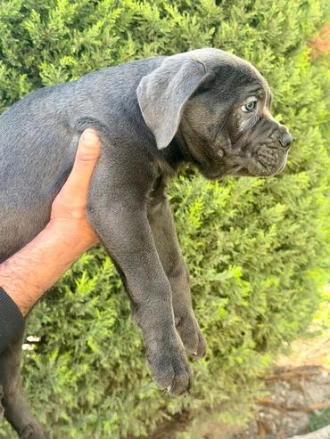 İtlər: Kane-Korso, 2 ay — 21