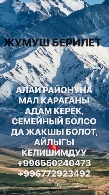 карагай кочот: АЛАЙ РАЙОНУНА МАЛ КАРАГАНЫ АДАМ КЕРЕК, СЕМЕЙНЫЙ БОЛСО ДА ЖАКШЫ БОЛОТ