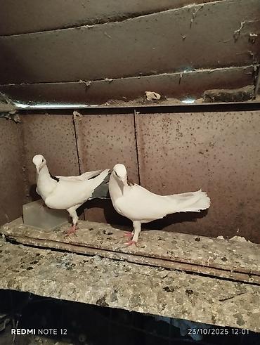 Göyərçinlər: Tam sağlam 10 quş,tək tək ayrı qiymət real alıcıya endirimdə olacaq — 2