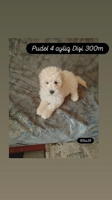 Pudel, 4 ay, Dişi