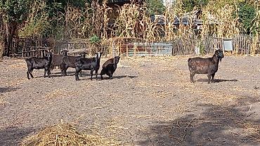 Продаю | Коза (самка), Козёл (самец), Козлёнок | Полукровка, Зааненская | На забой, Для разведения, Для молока | Племенные, Осеменитель