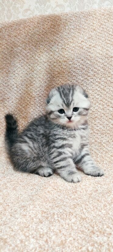 шотландский вислоухий длинношерстный кот цена: Скотиш Фолд (Шотландская вислоухая), 2 месяца, Девочка, Шоколадный, Приучена к лотку