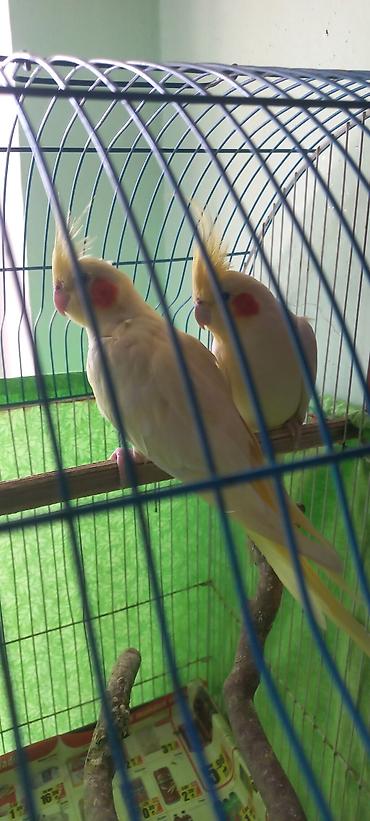 Tutuquşları: Salam Erkek Satilir Tam cute hazir Yas yarimliq.Disi uctu deye tek — 4