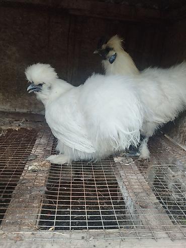 cücə və xoruz təmsil: Ponpon cütü 70 manat — 1