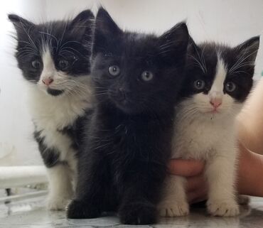 ирландские коты: Котёнок котятки Осталось 2 котёнка (черная девочка и мальчик