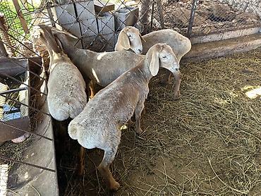 Баран, овца: Продаю | Ягненок | Арашан | Для разведения | Племенные — 1