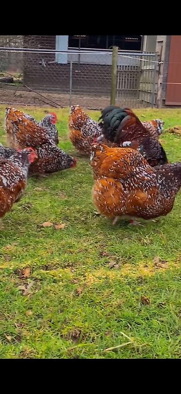 Toyuqlar: Toyuq, Damazlıq -da lalafo.az — 7 Toyuqlar: Toyuq, Damazlıq — 7