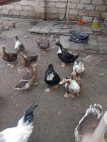 kənd toyugu: Satılir 3 ayligdilar qiymət 13 manata aşağı yeri olar kök heyvanlardi — 2