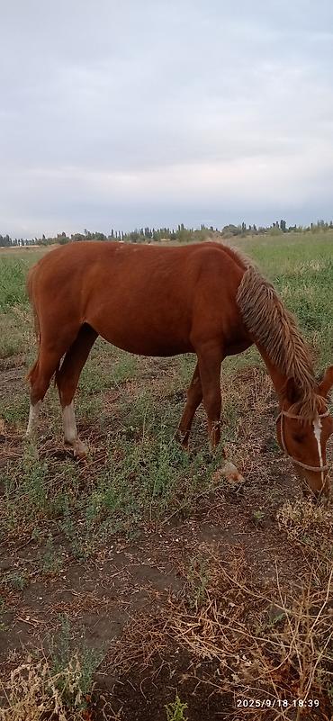 Сухофрукты, орехи, снеки: Сеф 5мин . Кунан байтал 160 мин Бээ дончак семиз240 мин — 5