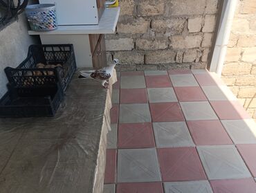 geref quşu: Göyərçinlər