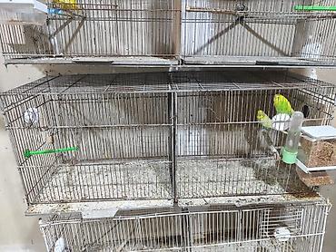 cane corso qiyməti: İki bölümlü qəfəslər quşlar satmışam 5 ədəd qəfəs qalıb. agıllı yem — 2