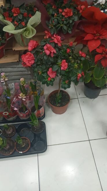 Şitillər: Gül satsi Vathcapa yazın isdediyniz gülü ünvanda catraq Otaq gülleri — 15