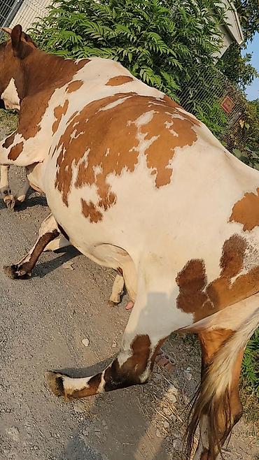 jersey cinsi: Smental Qırmızı-ağ rəngli inək və yanında bala dana. Şəkillərdə dana — 5