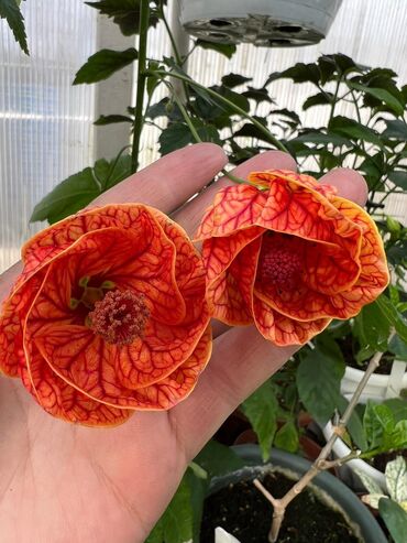 Садовые цветы и кустарники: Абутулионы — 21