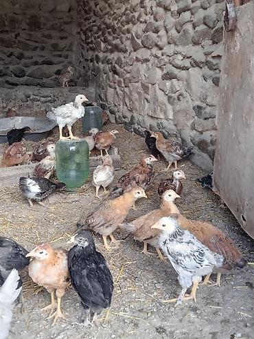 at satıx: Toyuq cücələri, Ətlik, Ünvandan götürmə — 3