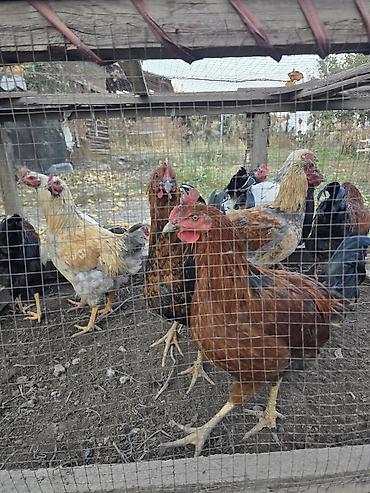 корейские куры: Продаю | Куры | Домашняя | Для разведения — 1