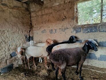 продажа домашних животных: Продаю | Баран (самец) | На забой | Матка