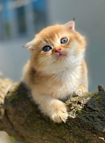 Pişiklər: Şotland — 10