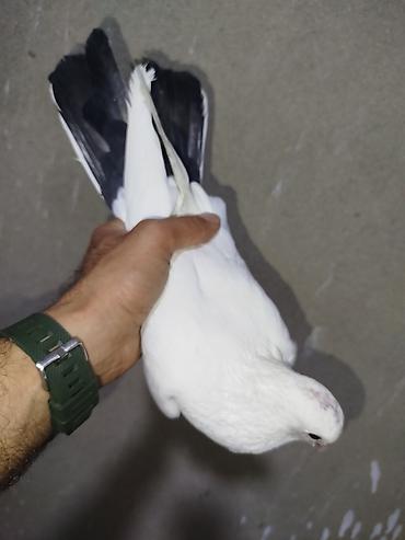 kakadu quşu: Cins göyərçinlər – ağ rəng üstünlükdə, quyruq və qanad ucları qara — 9