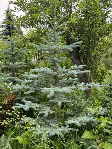 Декоративные цветы: 🌿 Сапаттуу көчөттөр Ноокаттан! Европадан алып келинип, өзүбүздүн — 9