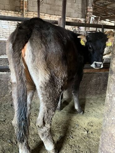 отдам крысу: Сатам | Бука (эркек) | Бордоп семиртүү үчүн | Байланган