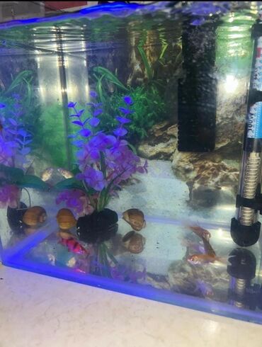 akvarium baliqi: Dördbucaq akvarium, Balıqlarla birlikdə, 50 l, Ödənişli çatdırılma, Rayonlara çatdırılma, Ünvandan götürmə