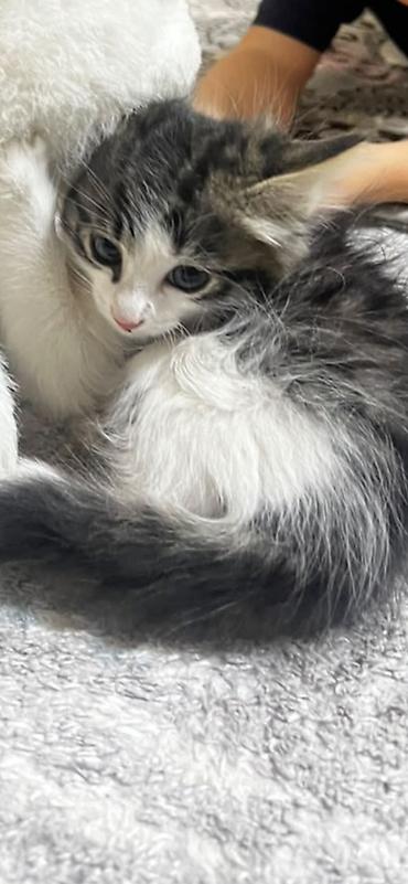 кошка породистый: Отдам даром котенку 12 мкр — 1