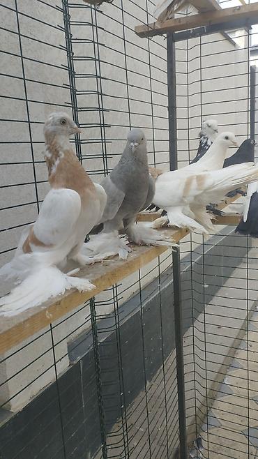 попугай с клетками: Породистые декоративные голуби с развитыми «чубами» и пышными — 6
