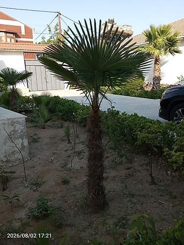 palma gülü: Yelpək formalı yarpaqları olan dekorativ palma ağacı (Trachycarpus — 1
