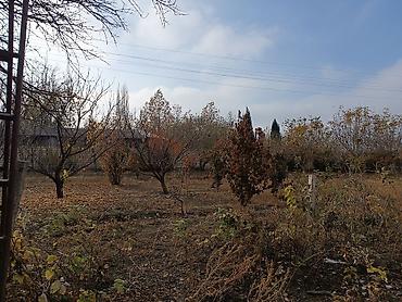 Torpaq sahələrinin satışı: 25 sot, Kənd təsərrüfatı, Mülkiyyətçi, Kupça (Çıxarış) -da lalafo.az — 19 Torpaq sahələrinin satışı: 25 sot, Kənd təsərrüfatı, Mülkiyyətçi, Kupça (Çıxarış) — 19