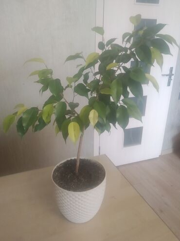 комнатные растения баку: Ficus "Benjamin"