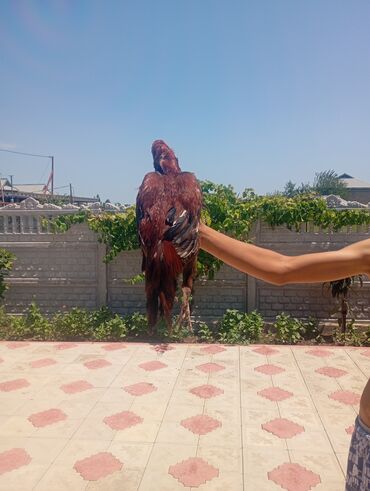 ingilis setter it cinsinin digər adı: Salam her bir kəsə bu xoruz heyrati cinsi das pipk heyvanidi çox əla