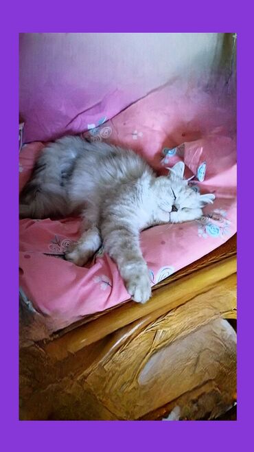 Продажа кошек: Скотиш Страйт (Шотландская прямоухая), 5 лет, Мальчик, Серебристая шиншилла, Кастрирована, Приучена к лотку