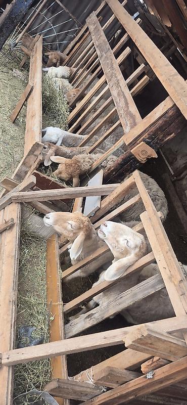 Баран, овца: Продаю | Овца (самка), Ягненок, Баран (самец) — 8
