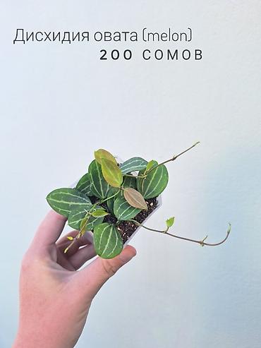 робочый городок: 💚 Комнатные растения (детки/молодые растения). 🪴 Названия и цены — 10