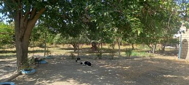 Həyət evləri və villaların satışı: 3 otaqlı, 100 kv. m, Orta təmir — 10