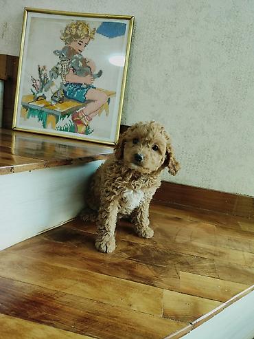 İtlər: Pudel — 3