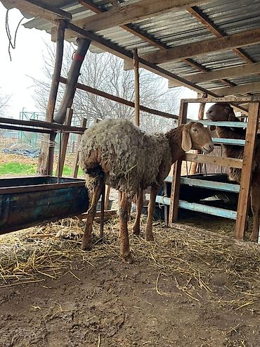 Баран, овца: Продаю | Овца (самка) | Арашан | Для разведения | Матка — 12