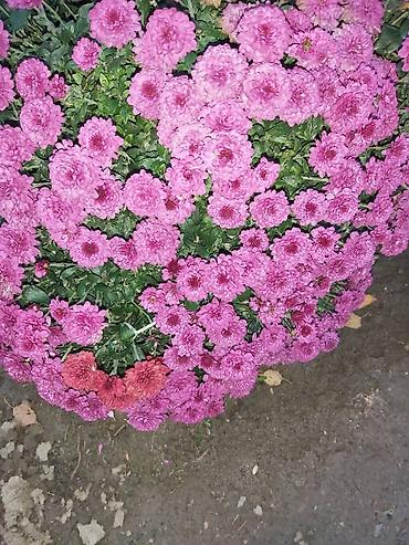 Хризантема: Хризантема — 4