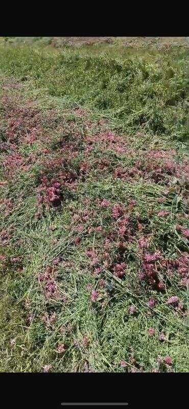 наполнитель для животных: Таза беде чоп 250сомдон