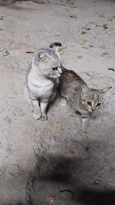 сухой корм для кошек: Пара домашних кошек: взрослая кошка с короткими, прижатыми ушами и — 2