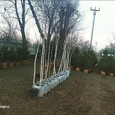 дерево береза: Берёза с комом земли для пересадки Берёза 10м . Ак кайын. - Порода — 9