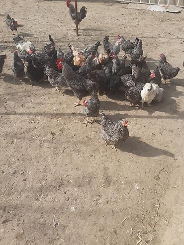 Toyuqlar: Toyuq, Damazlıq -da lalafo.az — 8 Toyuqlar: Toyuq, Damazlıq — 8