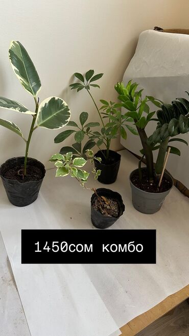 домашнее цветы: Другие комнатные растения