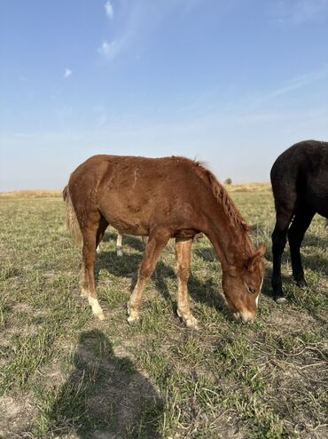 Лошади, кони: Продаю | Жеребенок, Жеребец, Кобыла (самка) | Кара Жорго | Для молока, Для разведения, На забой — 11