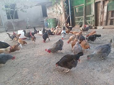 Куры: Yumurta və ətliklik üçün ev quşları – müxtəlif rəng və cinslər — 8