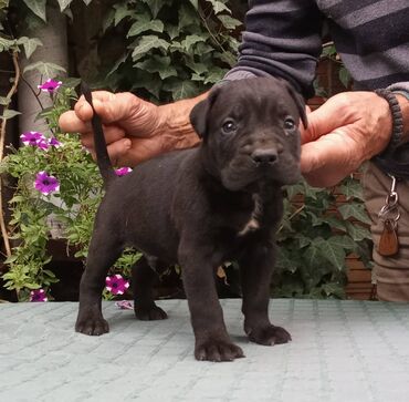 štenci nemačkog ovčara: CANE CORSO top stenad CANE CORSO, top stenad,crne boje,strucno