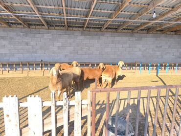 Бараны, овцы: Продаю | Овца (самка), Ягненок | Арашан | Для разведения | Ярка — 2