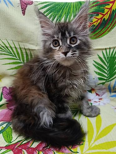 Гиганты Кошачьего мира❤️ Мейн-Куны❤️❤️❤️Мини питомник не клеточного